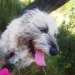 Océane Buisson profile picture