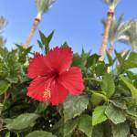 LooJoy profile picture