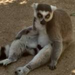 Magali Buisson profile picture